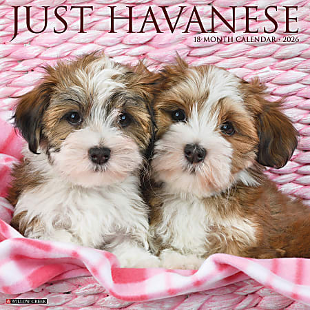 2026 Willow Creek Press Animals Monthly Wall Calendar, 12" x 12", Havanese, January To December, 51443