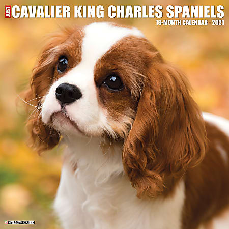 Willow Creek Press Animals Monthly Wall Calendar Cavalier King Charles