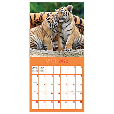 2024 Monster Bucks & Bulls Signature Series Wall Calendar 16-Month X