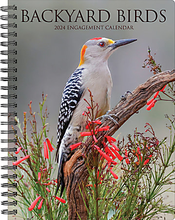 2024 Willow Creek Press Weekly Engagement Planner, 6-1/2" x 8-1/2", Backyard Birds, January To December