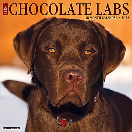 Willow Creek Press Animals Monthly Wall Calendar, 12" x 12", Just Chocolate Labs, January to December 2022, 17463