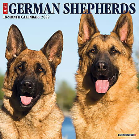Willow Creek Press Animals Monthly Wall Calendar, 12" x 12", Just German Shepherds, January to December 2022, 18026