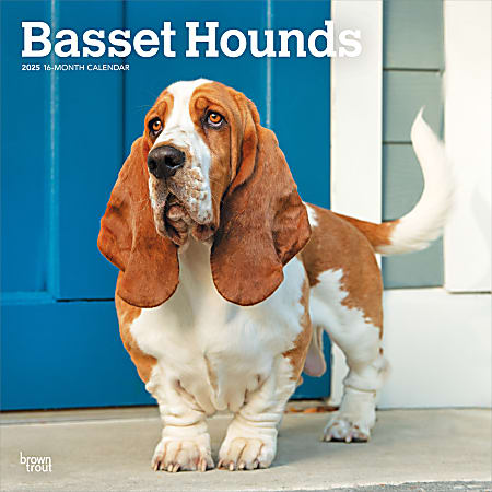 2025 BrownTrout Basset Hounds Monthly Plastic-Free Square Wall Calendar, 12" x 12", Dog Breeds, January to December 2025, 9781975476595