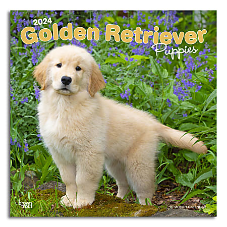 2024 Brown Trout Monthly Square Wall Calendar, 12" x 12", Golden Retriever Puppies, January To December