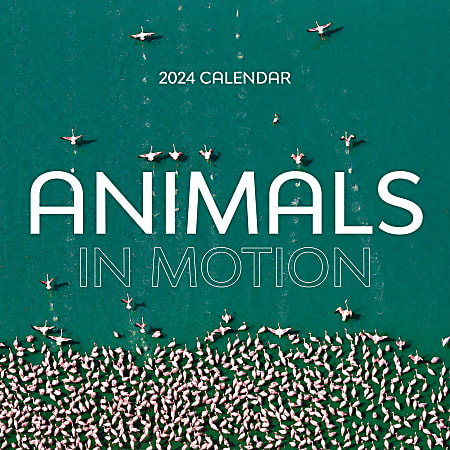 2024 TF Publishing Animal Monthly Wall Calendar, 12” x 12”, Animals In Motion, January To December