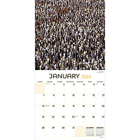 2024 TF Publishing Animal Monthly Wall Calendar, 12” x 12”, Animals In