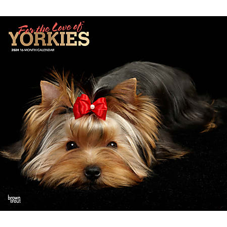 2024 BrownTrout Monthly Deluxe Wall Calendar, 14" x 12", For the Love of Yorkshire Terriers, January to December