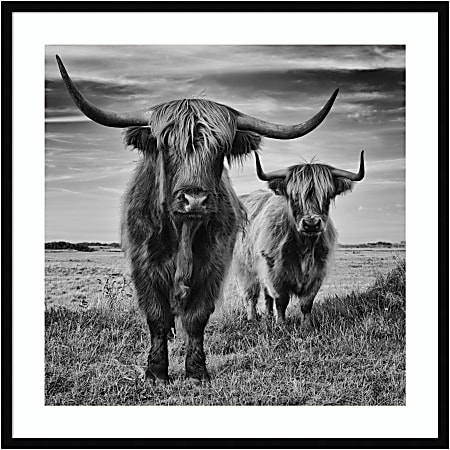 Amanti Art Highland Cow Couple by Stephane Pecqueux Wood Framed Wall Art Print, 33”H x 33”W, Black