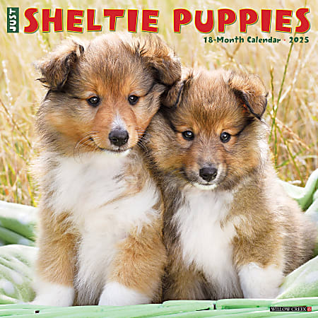 2025 Willow Creek Press Monthly Wall Calendar, 12" x 12", Sheltie Puppies, January 2025 to December 2025, 44834