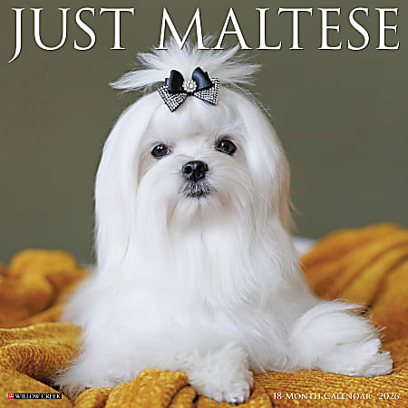 2026 Willow Creek Press Animals Monthly Wall Calendar, 12" x 12", Maltese, January To December, 51870
