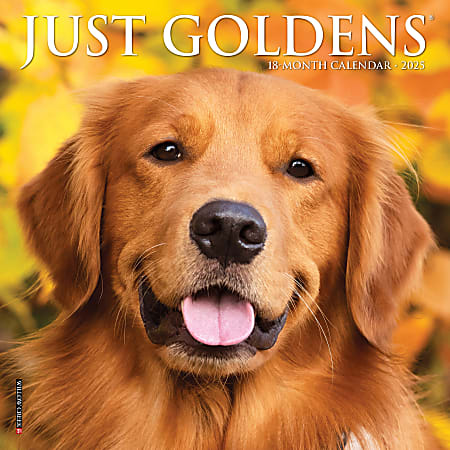 2025 Willow Creek Press Mini Wall Calendar, 7” x 7”, Just Goldens, January 2025 To December 2025, 45794
