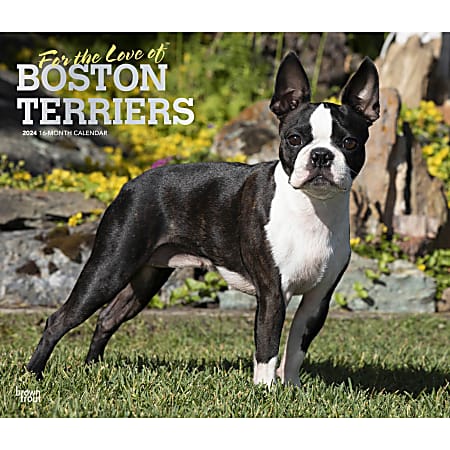 2024 BrownTrout Monthly Deluxe Wall Calendar, 14" x 12", For the Love of Boston Terriers, January to December