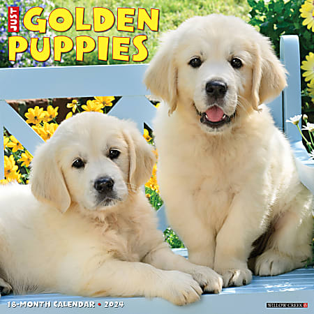 2024 Willow Creek Press Animals Monthly Wall Calendar, 12" x 12", Just Golden Puppies, January To December