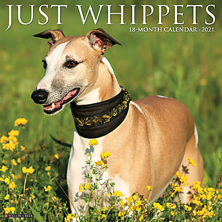 Willow Creek Press Animals Monthly Wall Calendar, Whippets, 12" x 12", January To December 2021