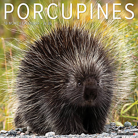 2026 Willow Creek Press Animals Monthly Wall Calendar, 12" x 12", Porcupines, January To December, 56066