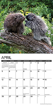 2026 Willow Creek Press Animals Monthly Wall Calendar 12 x 12 ...