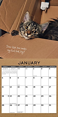 2026 Willow Creek Press Art Design Monthly Wall Calendar 12 x 12 Cat in ...