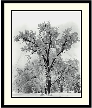 Amanti Art Oak Tree, Snowstorm, Yosemite National Park - 1948 Framed Art Print By Ansel Adams, 32"H x 27"W, Black