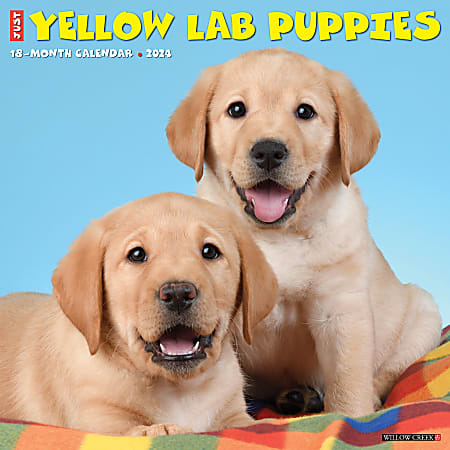 2024 Willow Creek Press Animals Monthly Wall Calendar, 12" x 12", Just Yellow Lab Puppies, January To December