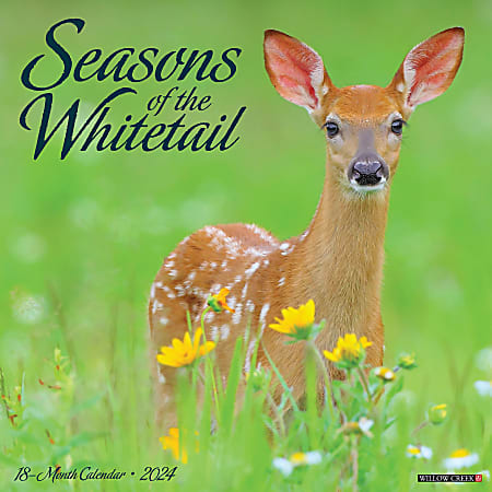 2024 Willow Creek Press Scenic Monthly Wall Calendar, 12" x 12", Seasons Of The Whitetail Deer, January To December