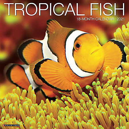 Willow Creek Press Animals Monthly Wall Calendar, Tropical Fish, 12" x 12", January To December 2021
