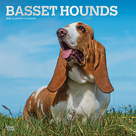 Brown Trout Animals Monthly Wall Calendar, 12" x 12", Basset Hounds, January To December 2023