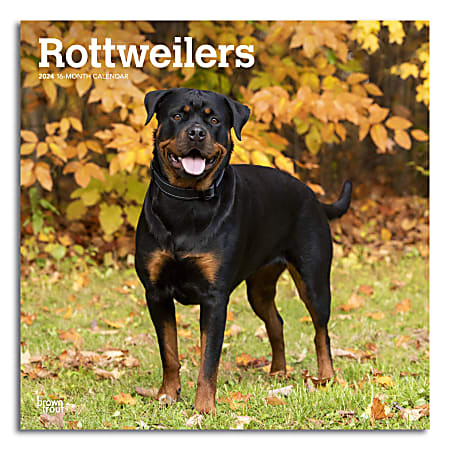 2024 Brown Trout Monthly Square Wall Calendar, 12" x 12", Rottweilers, January To December