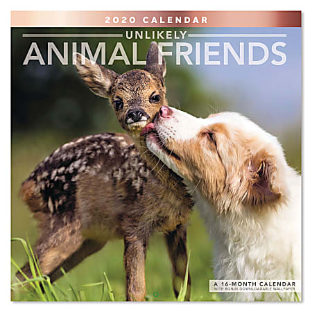 Mead® Unlikely Animal Friends Monthly Wall Calendar, 12” x 12", January To December 2020, ODE33710