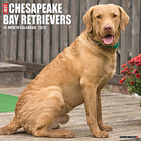 2026 Willow Creek Press Art & Design Monthly Wall Calendar, 12" x 12", Chesapeake Bay Retrievers, January To December, 50668