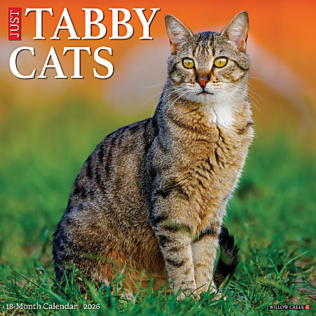 2026 Willow Creek Press Animals Monthly Wall Calendar, 12" x 12", Tabby Cats, January To December, 52938