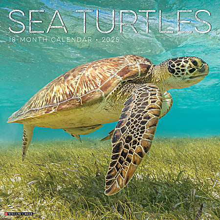 2025 Willow Creek Press Monthly Wall Calendar, 12" x 12", Sea Turtles, January 2025 to December 2025, 44780