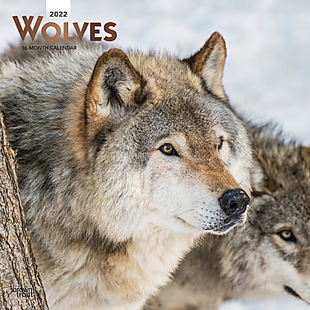 Brown Trout Animal Monthly Wall Calendar, 12” x 12”, Wolves, January To December 2022