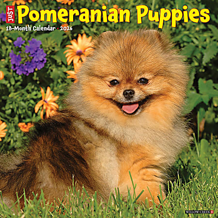 2026 Willow Creek Press Animals Monthly Wall Calendar, 12" x 12", Pomeranian Puppies, January To December, 52419