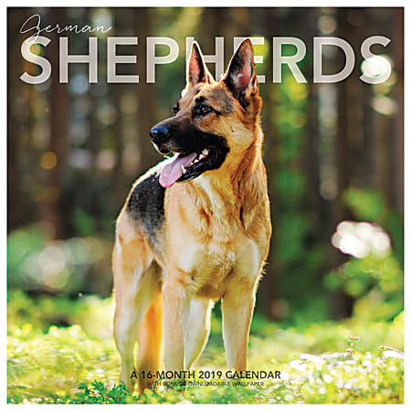 Landmark® German Shepherds Monthly Wall Calendar, 12" x 12", January to December 2019