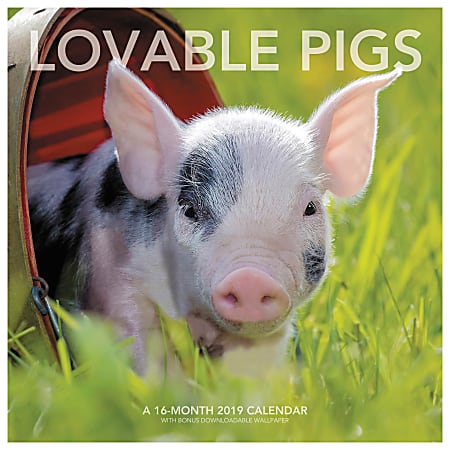 Landmark® Lovable Pigs Monthly Wall Calendar, 12" x 12", January to December 2019