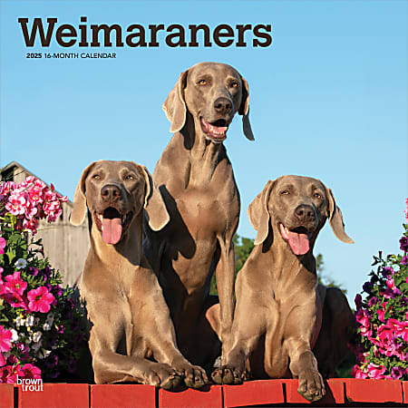 2025 BrownTrout Weimaraners Monthly Plastic-Free Square Wall Calendar, 12" x 12", Dog Breeds, January to December 2025, 9781975477943