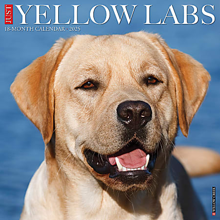 2025 Willow Creek Press Monthly Wall Calendar, 12" x 12", Yellow Labs, January 2025 to December 2025, 45534
