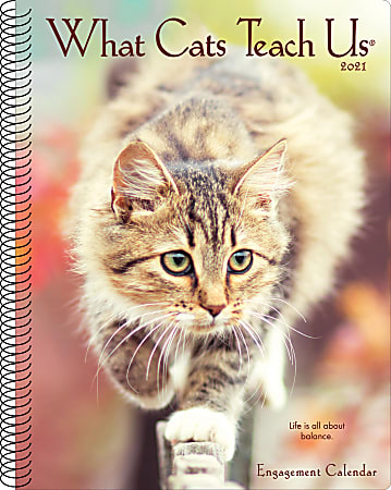 Willow Creek Press Weekly Engagement Calendar, 8-1/2" x 6-1/2", FSC® Certified, Cats, January To December 2021