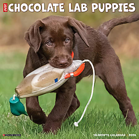 2026 Willow Creek Press Art & Design Monthly Wall Calendar, 12" x 12", Chocolate Lab Puppies, January To December, 55359