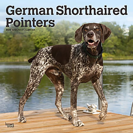 2024 Brown Trout Monthly Square Wall Calendar, 12" x 12", German Shorthaired Pointers, January To December