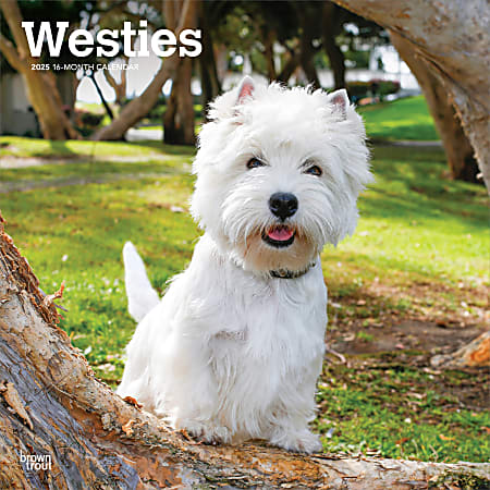 2025 BrownTrout West Highland White Terriers Monthly Plastic-Free Square Wall Calendar, 12" x 12", Dog Breeds, January to December 2025, 9781975477974