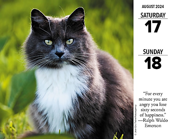 2024 Willow Creek Press Page A Day Daily Desk Calendar 5 x 6 What Cats  Teach Us January To December - ODP Business Solutions