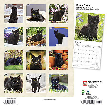 2024 Brown Trout Monthly Square Wall Calendar 12 x 12 Black Cats ...