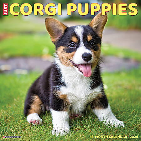 2026 Willow Creek Press Art & Design Monthly Wall Calendar, 12" x 12", Corgi Puppies, January To December, 50811