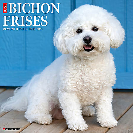 2025 Willow Creek Press Monthly Wall Calendar, 12" x 12", Bichon Frises, January 2025 to December 2025, 41741