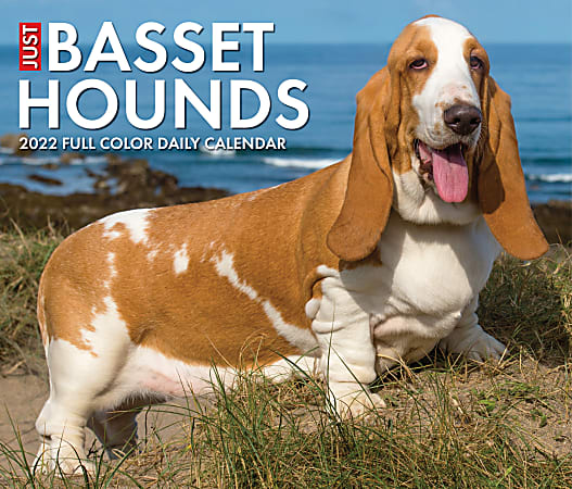 Willow Creek Press Page-A-Day Daily Desk Calendar, 5-1/2" x 6-1/4", Basset Hounds, January To December 2022