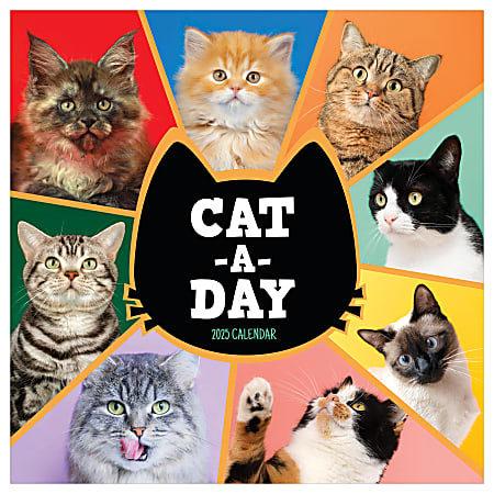 2025 TF Publishing Monthly Wall Calendar, 12” x 12”, Cat-A-Day, January 2025 To December 2025
