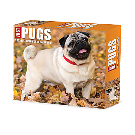 2025 Willow Creek Press Daily Desk Box Calendar, Animals, 5-1/2” x 6-1/4", Just Pugs, January To December, 40997