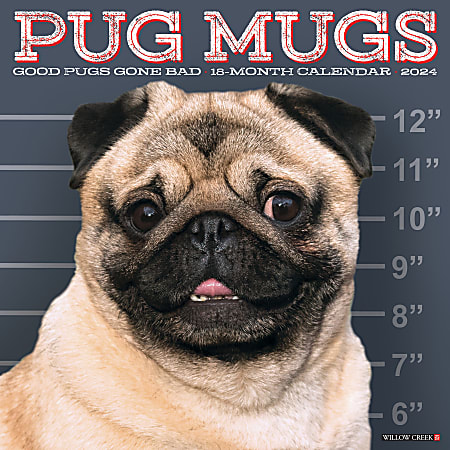 2024 Willow Creek Press Animals Monthly Wall Calendar, 12" x 12", Pug Mugs, January To December