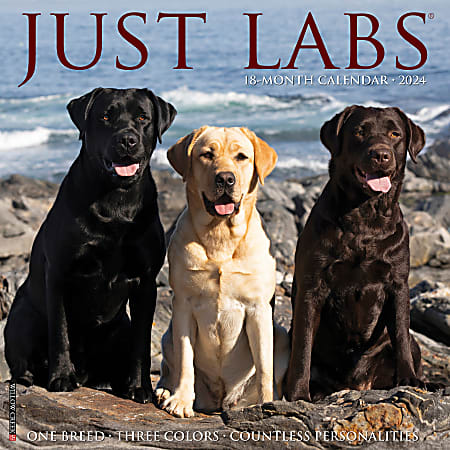 2024 Willow Creek Press Animals Monthly Wall Calendar, 12" x 12", Just Labs, January To December